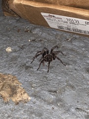 Cyrtopholis portoricae