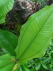 Miconia impetiolaris