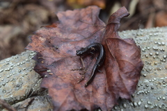 Eurycea quadridigitata