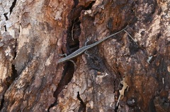 Cryptoblepharus pannosus