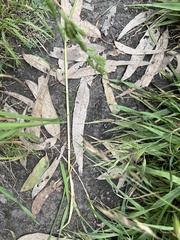 Eucalypteae