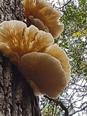 Agaricomycotina