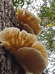 Agaricomycotina