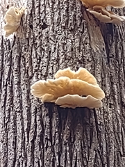 Agaricomycotina