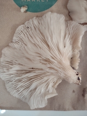 Agaricomycotina