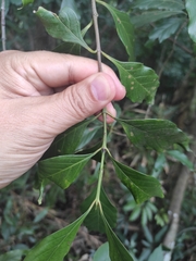 Aidia cochinchinensis