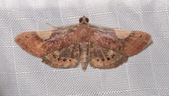 Aplogompha argentilinea