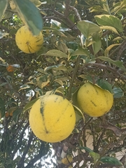 Citrus paridisi
