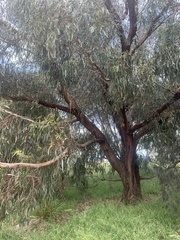 Eucalypteae