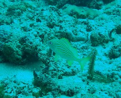 Haemulon flavolineatum