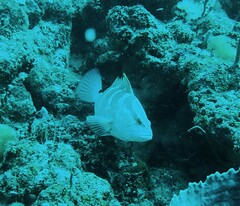 Epinephelus striatus
