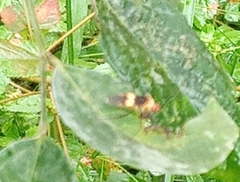 Hypselonotus interruptus