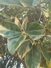 Citrus paridisi