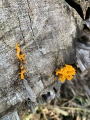 Dacrymycetaceae