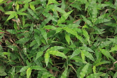 Oplismenus compositus