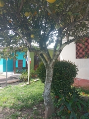 Citrus paridisi