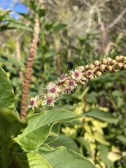 Phytolacca heterotepala