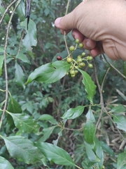 Aidia cochinchinensis