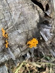 Dacrymycetaceae