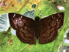Carcharodini