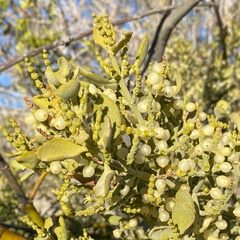 Phoradendron leucarpum