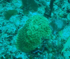 Montastraea cavernosa