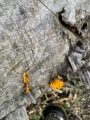 Dacrymycetaceae