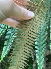 Dicranopteris