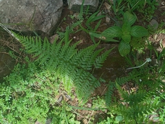 Pityrogramma calomelanos