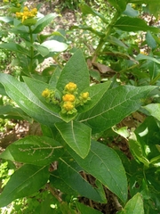 Verbesina sphaerocephala