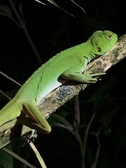 Enyalius