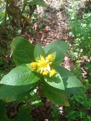 Verbesina sphaerocephala