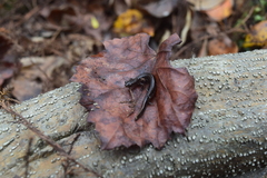 Eurycea quadridigitata