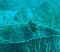 Acanthostracion polygonium