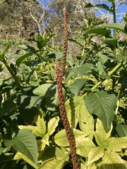 Phytolacca heterotepala