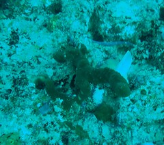 Porifera