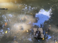 Trachemys callirostris