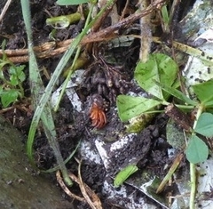 Dysderidae