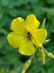 Lasioglossum viride
