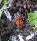 Dysderidae