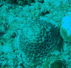 Montastraea cavernosa