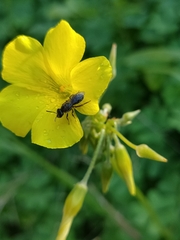 Lasioglossum viride