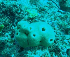Porifera