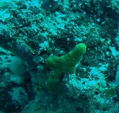 Porifera