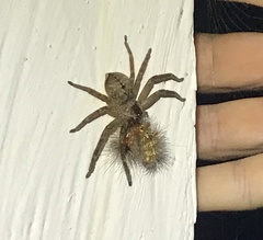 Sparassidae