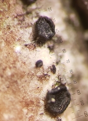 Cresponea chloroconia