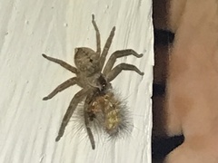 Sparassidae