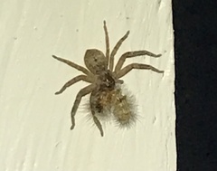 Sparassidae