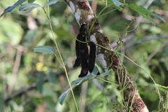 Mucuna pruriens