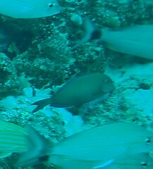 Acanthurus tractus
